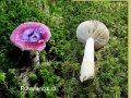 Russula aquosa-amf1641